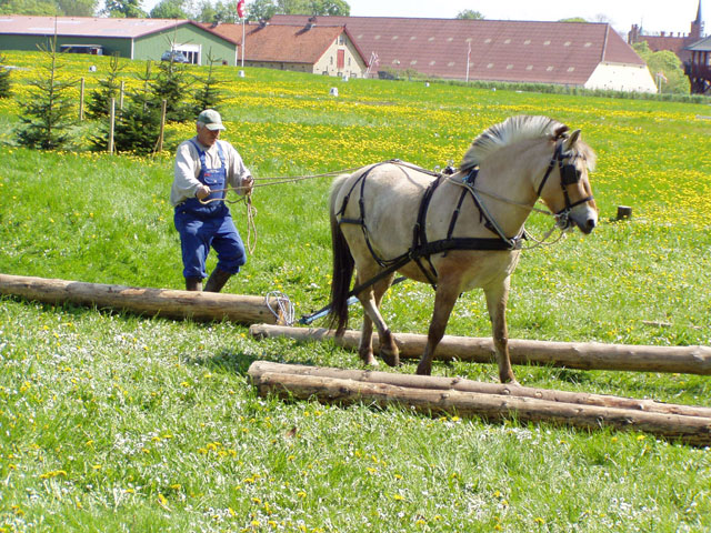 Niels peder til træslæbning med hest